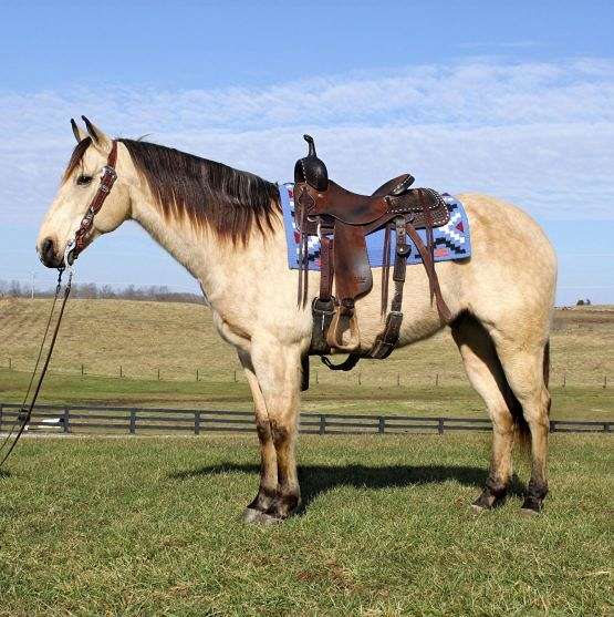 pick-up-broncs-quarter-horse