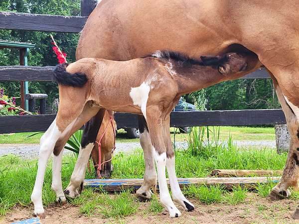 sporthorse-sport-friesian-pinto-horse