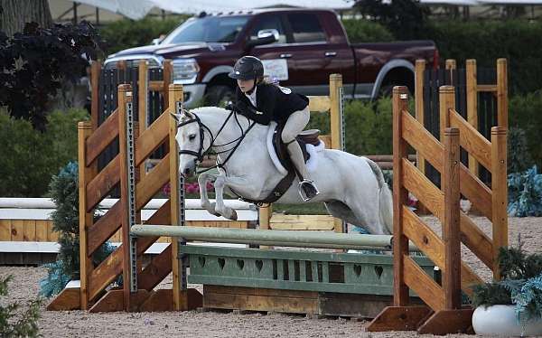 welsh-pony-gelding