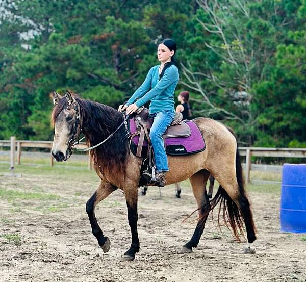 buckskin-andalusian-mare