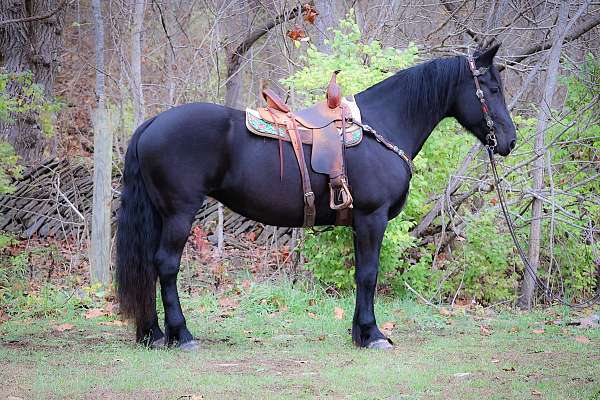 all-around-friesian-horse