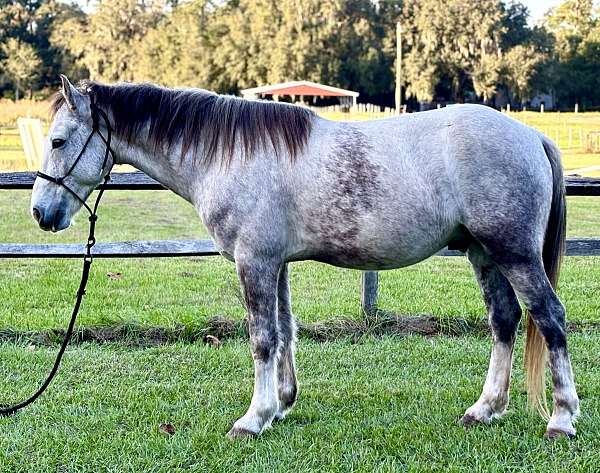 ridden-english-trail-mustang-pony