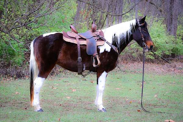 all-around-spotted-saddle-horse