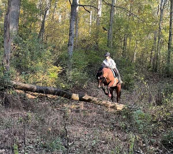 skipper-thoroughbred-horse