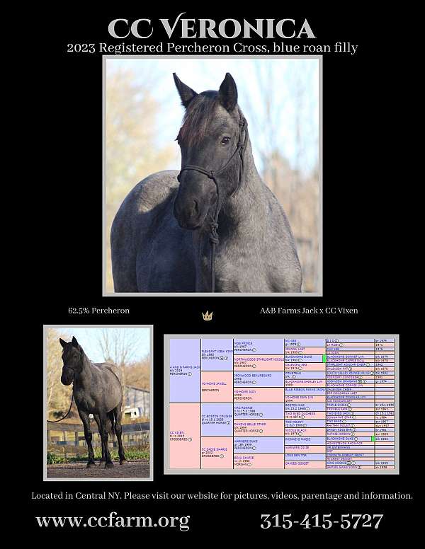 cc-farm-percheron-horse