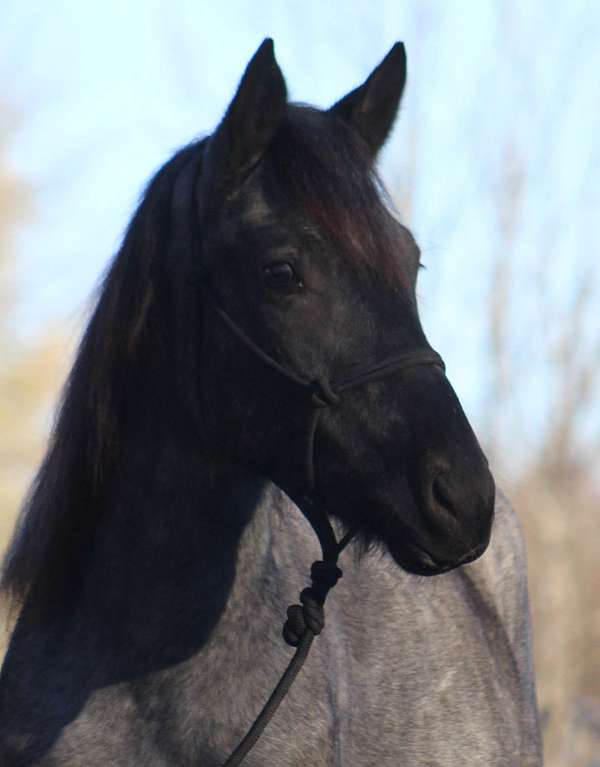 bred-percheron-horse