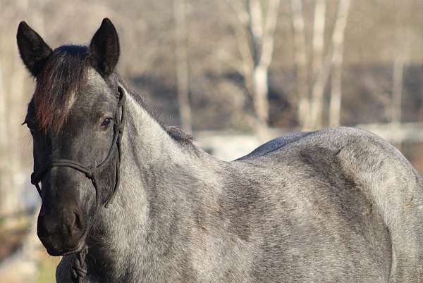 bred-to-percheron-horse