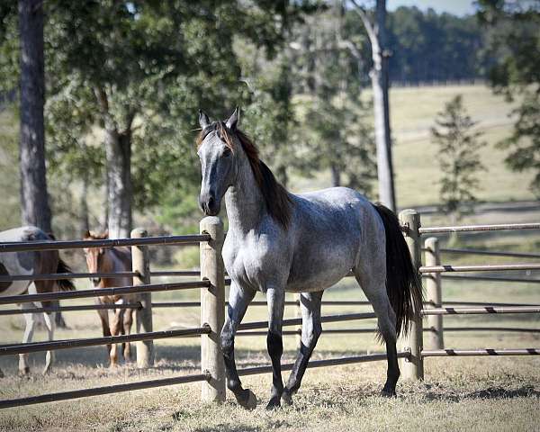 blue-roan-roan-twhbea-colt