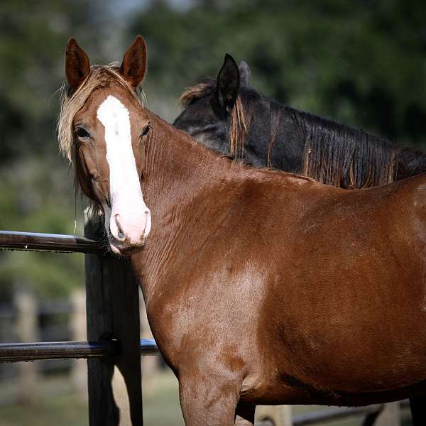 her-dam-was-sabino-i-suspect-she-as-well-but-has-not-been-color-tested-horse