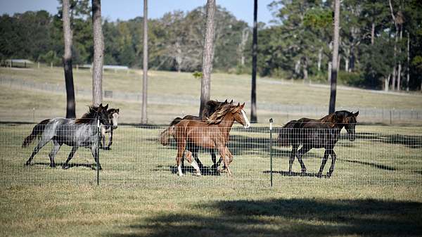 big-mare-tennessee-walking-horse