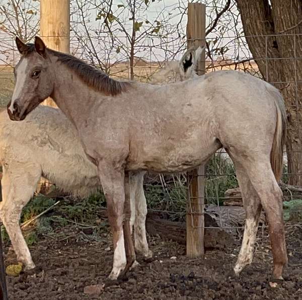 red-roan-aphc-colt