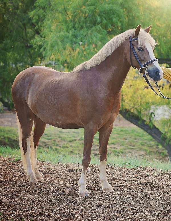 arena-welsh-pony