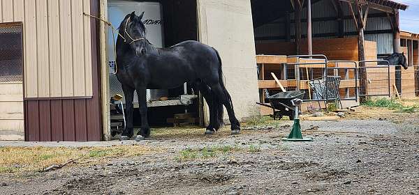 longe-line-natural-horsemanship-training-friesian-horse