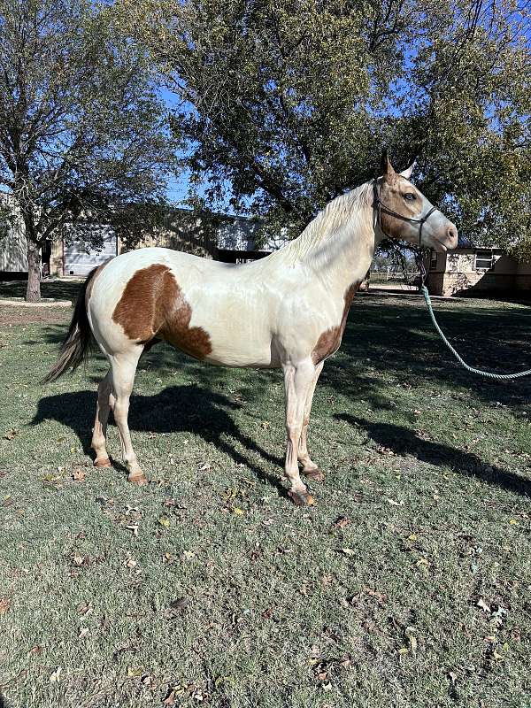 pinto-horse-for-sale