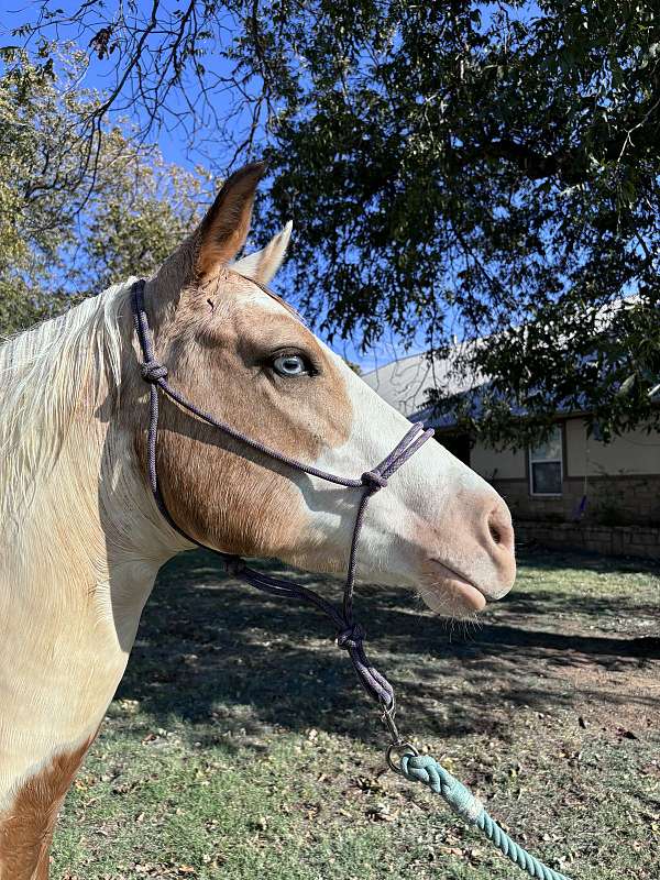 barrel-pinto-horse