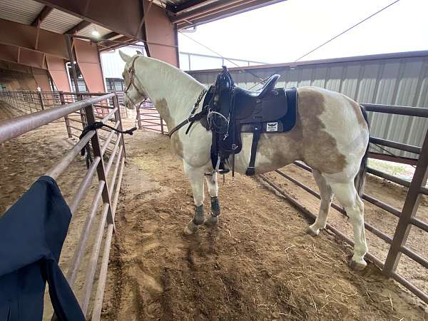 trail-pinto-horse