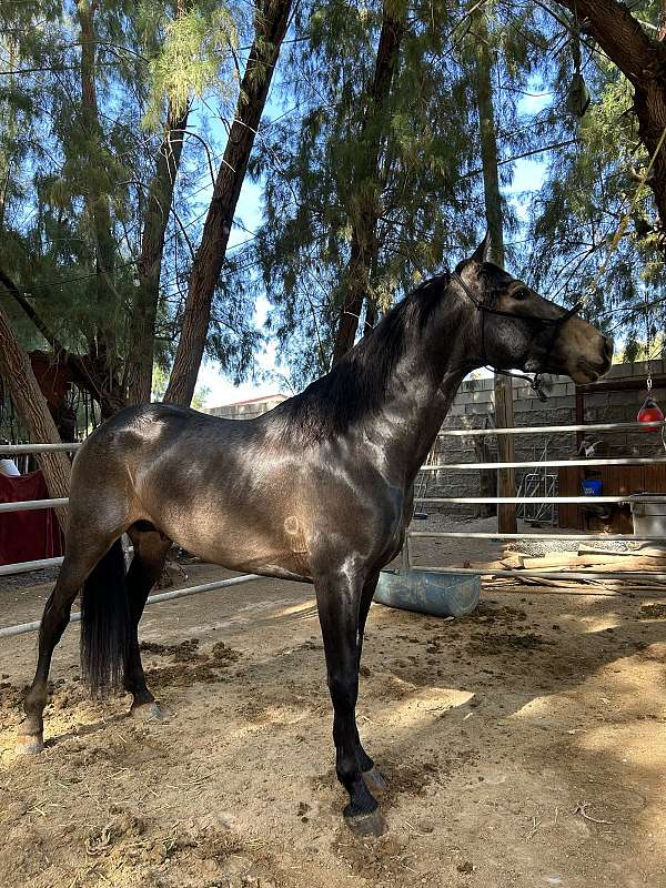 andalusian-horse-for-sale