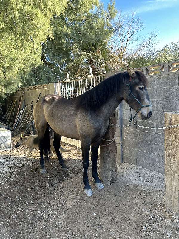 andalusian-horse