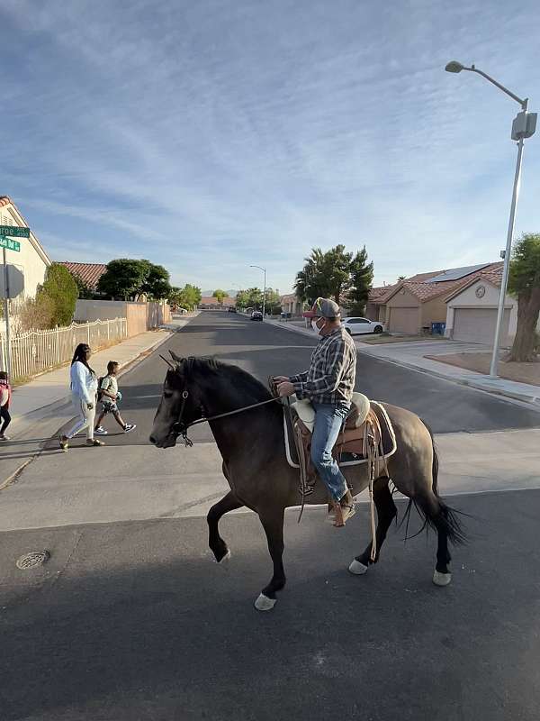 foundation-andalusian-horse