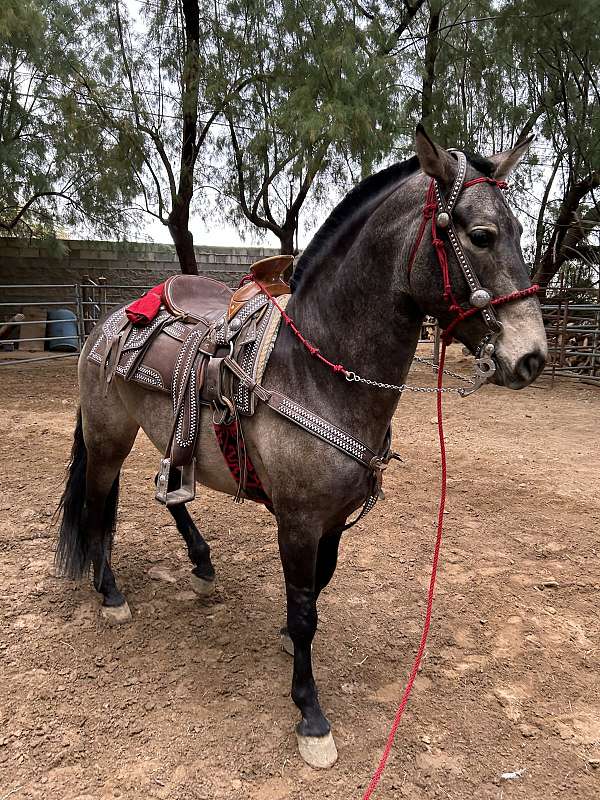 stallion-andalusian-horse