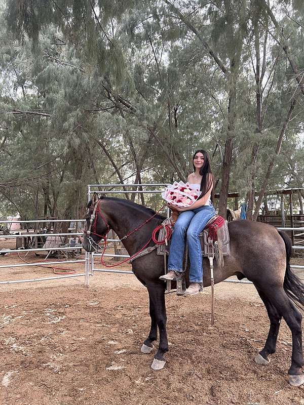 trail-andalusian-horse