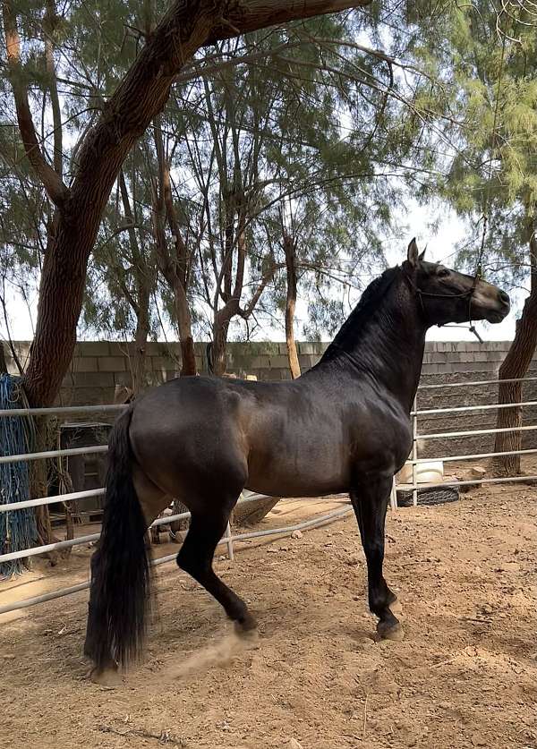 andalusian-stallion