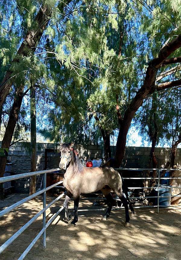 trail-andalusian-horse