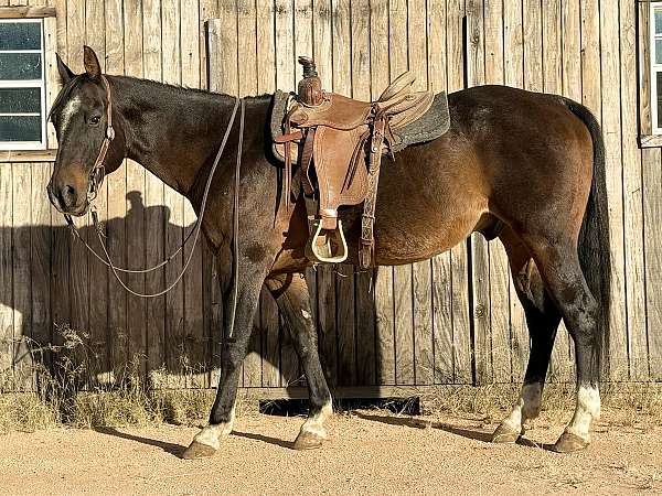 quarter-horse-gelding