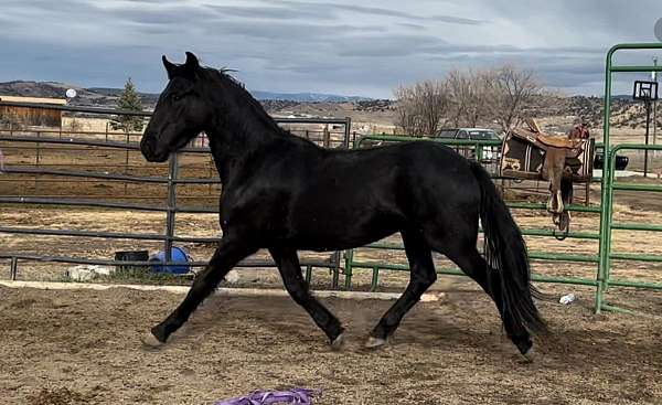 working-equitation-saddlebred-horse