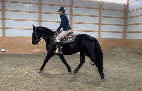 working-equitation-saddlebred-horse