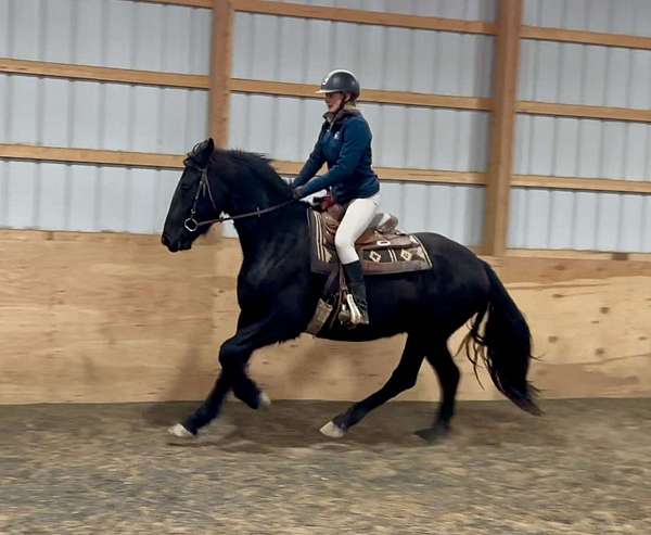 atlanta-friesian-horse