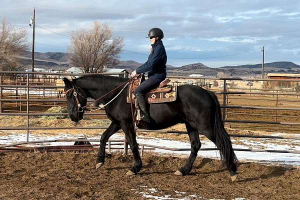 do-it-all-friesian-horse