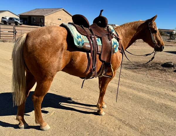 and-ranch-quarter-horse