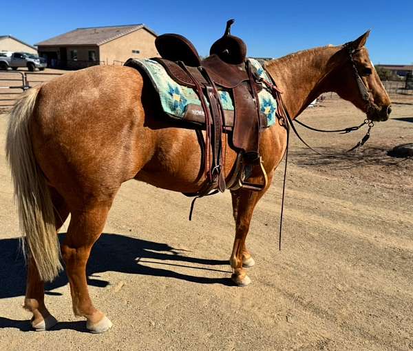 aqha-quarter-horse