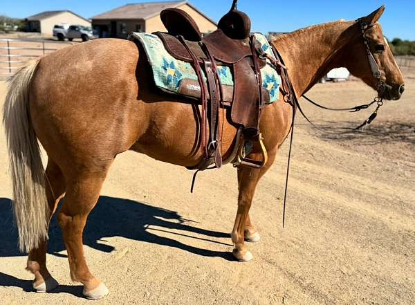 aqha-gelding-quarter-horse