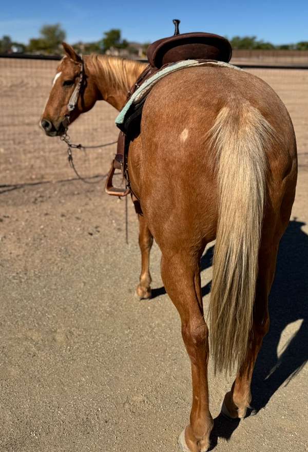 back-country-quarter-horse