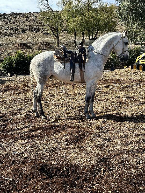 arena-work-andalusian-horse