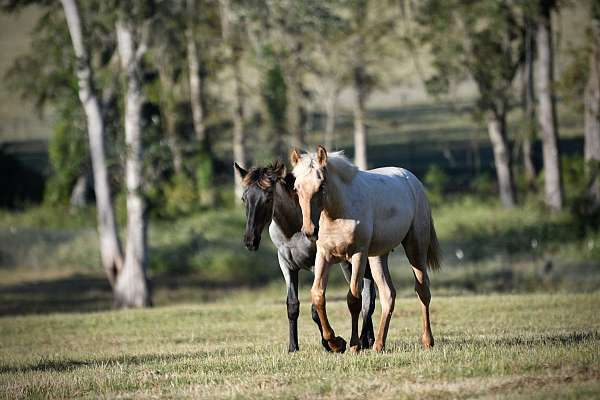 double-registered-stallion-palomino-horse