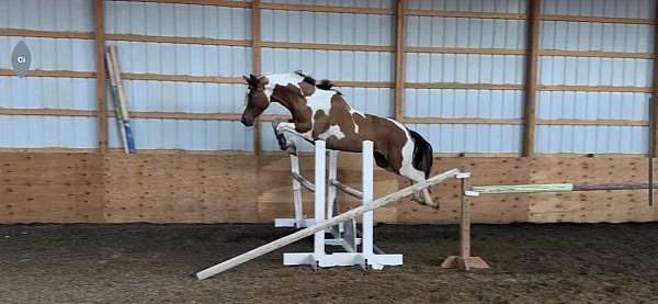 tobiano-horse