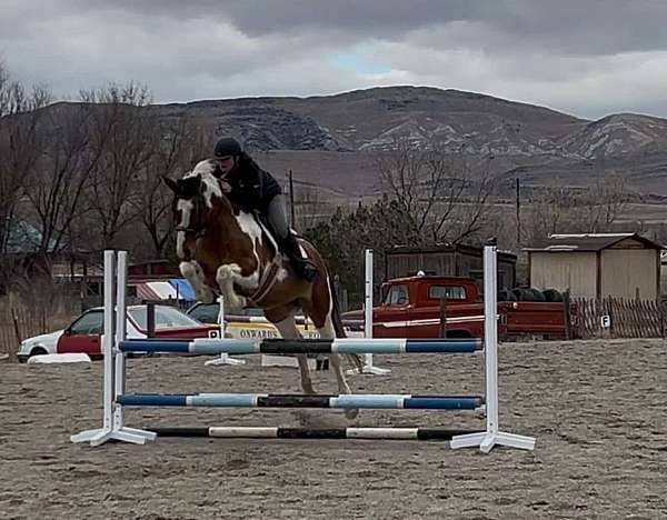 can-be-registered-oldenburg-horse