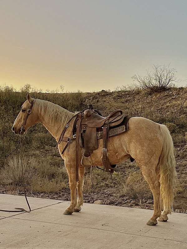 flashy-quarter-horse