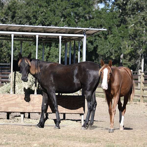 black-sorrel-school-horse