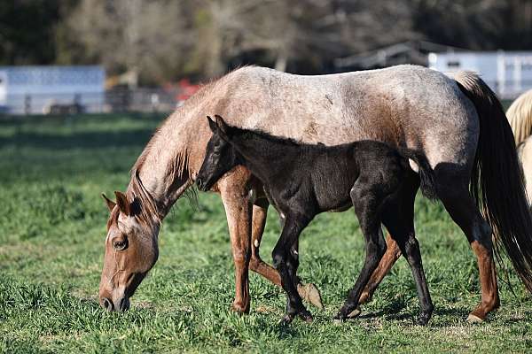 indigo-blue-horse