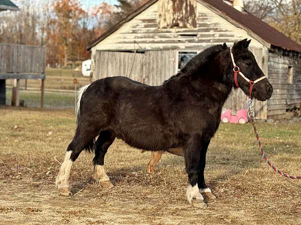 black-miniature-gelding