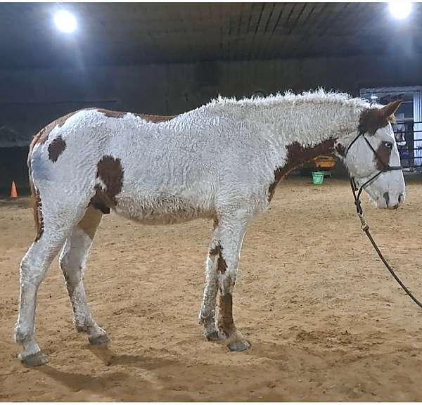 cowboy-mounted-shooting-curly-horse