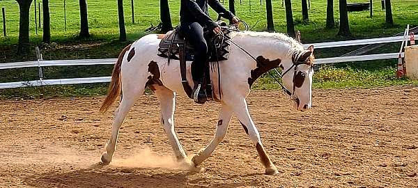 cowboy-mounted-shooting-curly-horse