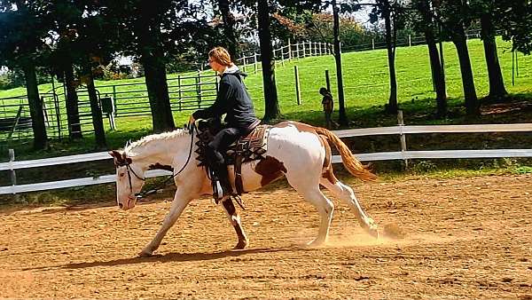 beginner-safe-kid-pony-curly-horse