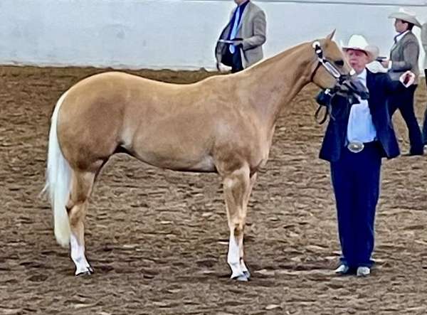 triple-registered-halter-show-horse-mare