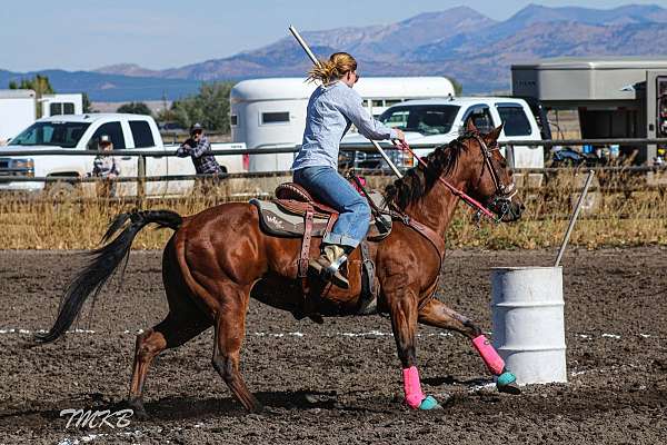 quarter-horse-mare