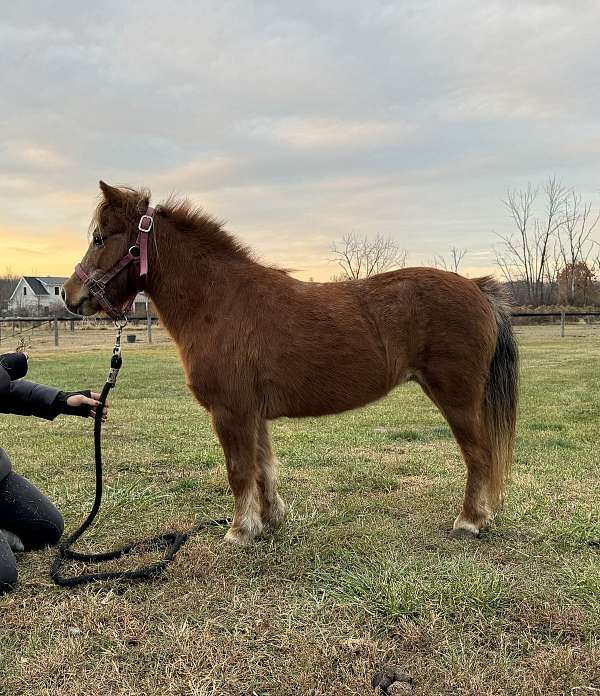 all-around-miniature-horse